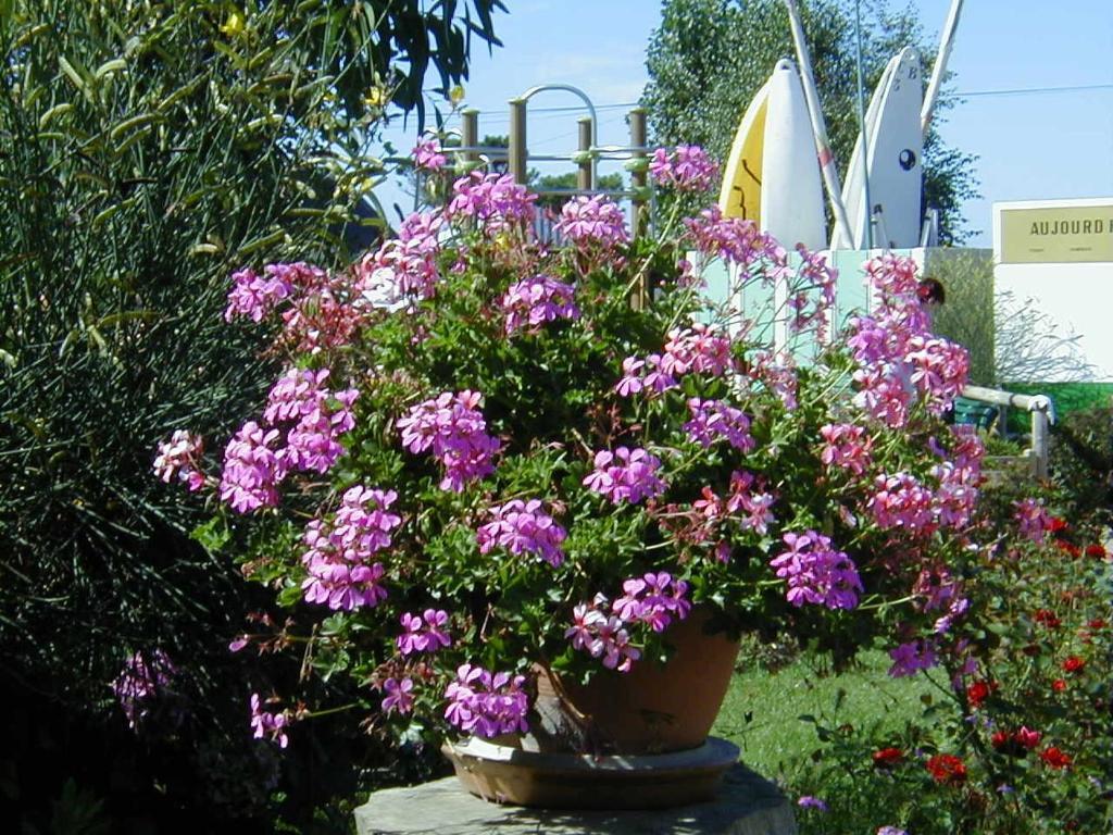 Camping De La Baie Hotel La Trinité-sur-Mer Eksteriør billede